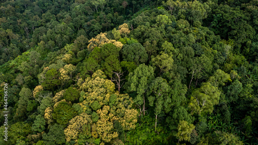 Aerial view tropical rain forest ecosystem and healthy environment concept and background, Texture o