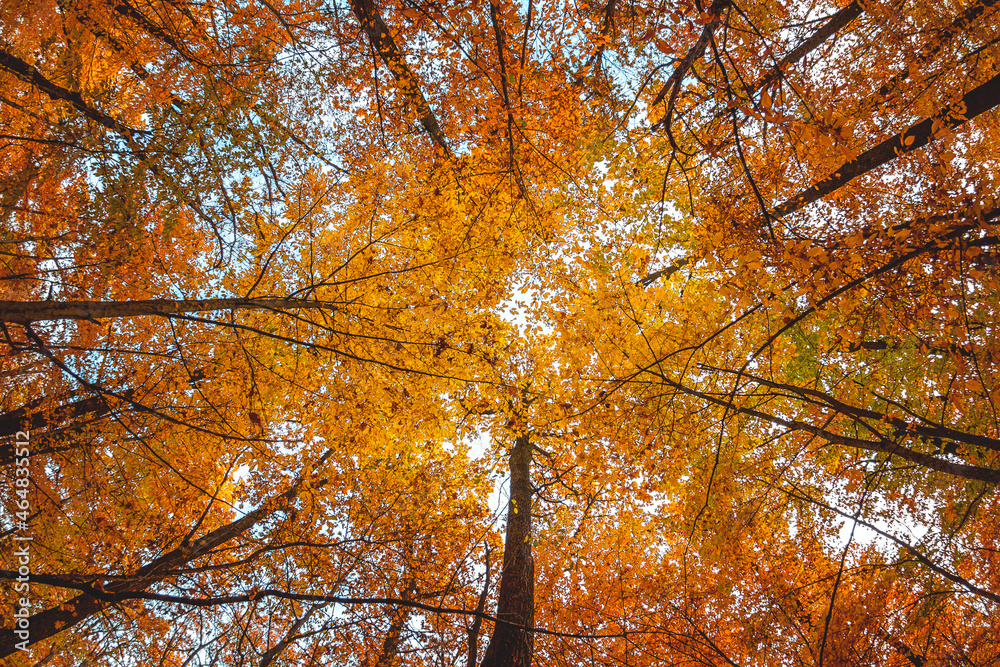 Wide angle upwards shot in a forest, magnificent view to the colorful canopy with autumn foliage col