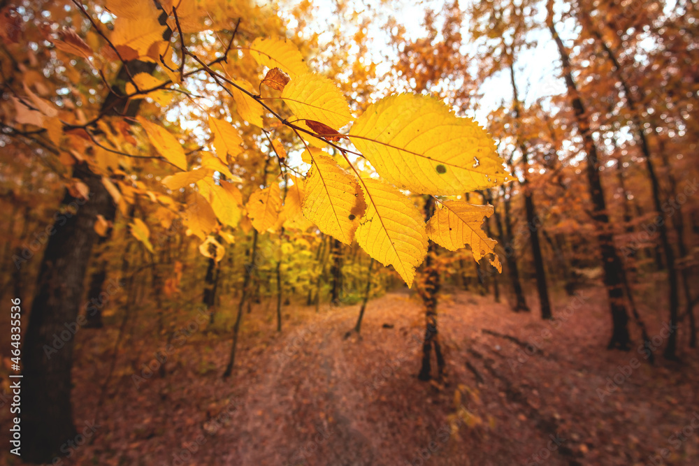 Wide angle upwards shot in a forest, magnificent view to the colorful canopy with autumn foliage col