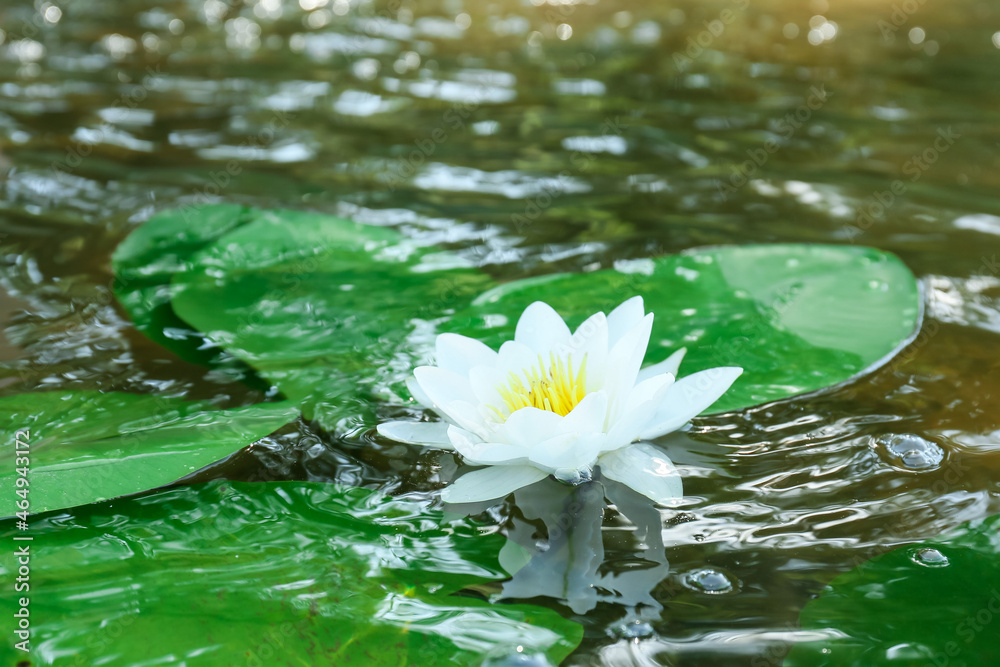 Beautiful white waterlily in lake