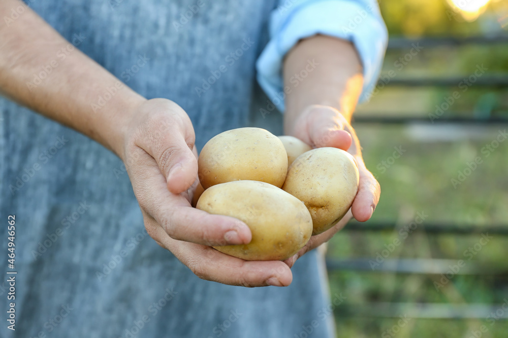 Woman holding heap of raw potatoes in field, closeup