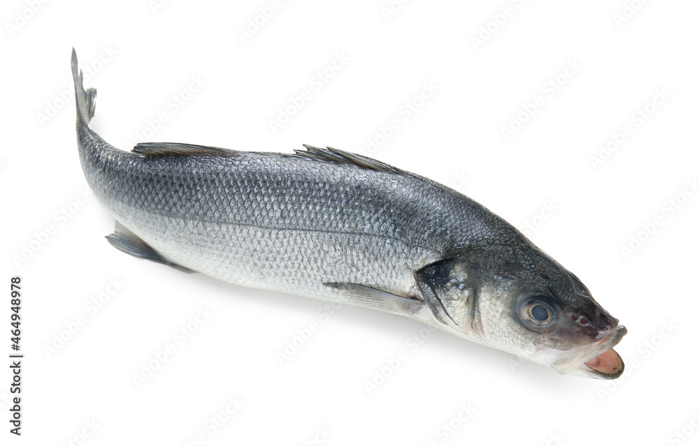 Fresh uncooked sea bass fish on white background