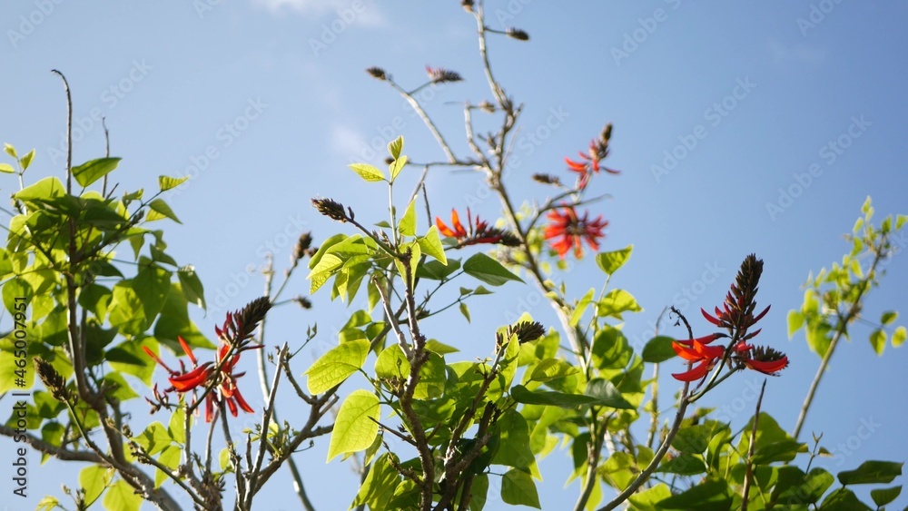 美国加利福尼亚州花园里的珊瑚树红花。刺桐火焰树春暖花开，浪漫机器人