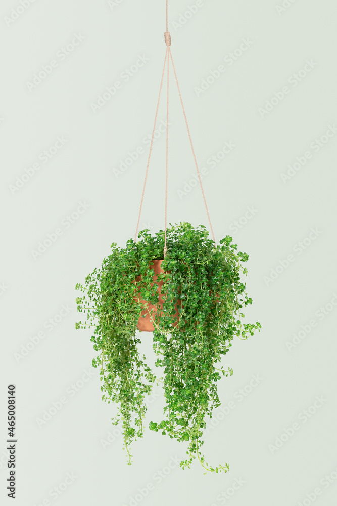 Angel vine indoor hanging plant