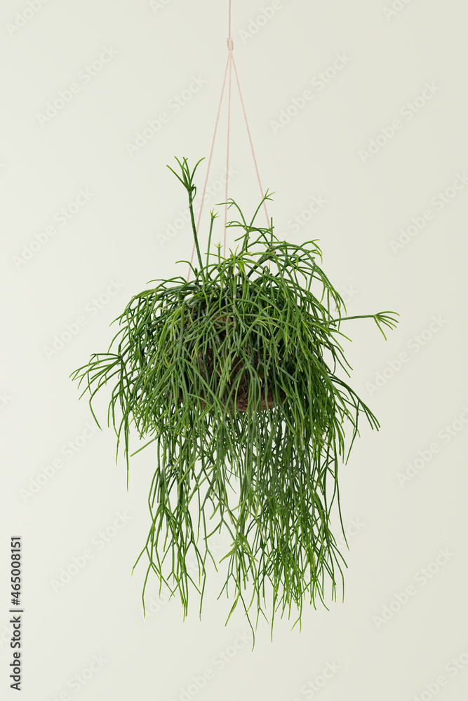 Hanging grass plant on blue