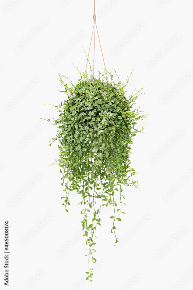 Angel vine indoor hanging plant