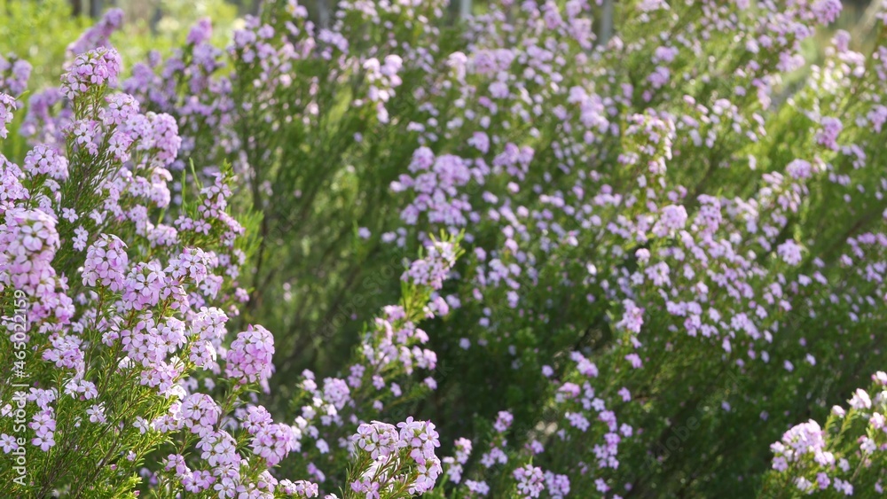 五彩纸屑灌木紫丁香花，美国加利福尼亚州。蒲状花Colonema pulchellum，buchu diosma春季开花。Hom