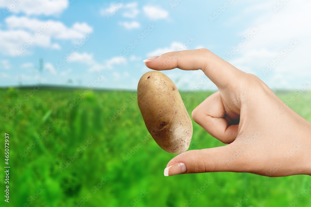 The farmer holds freshly picked potatoes in the green field. Harvesting organic vegetables.