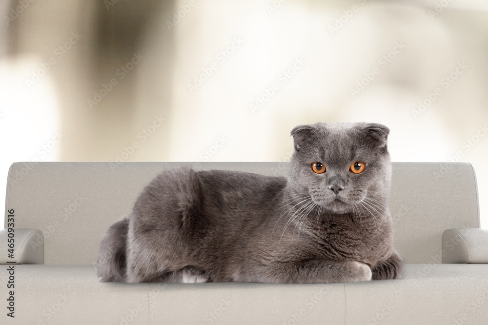 Cute domestic cat is lying on a sofa at home