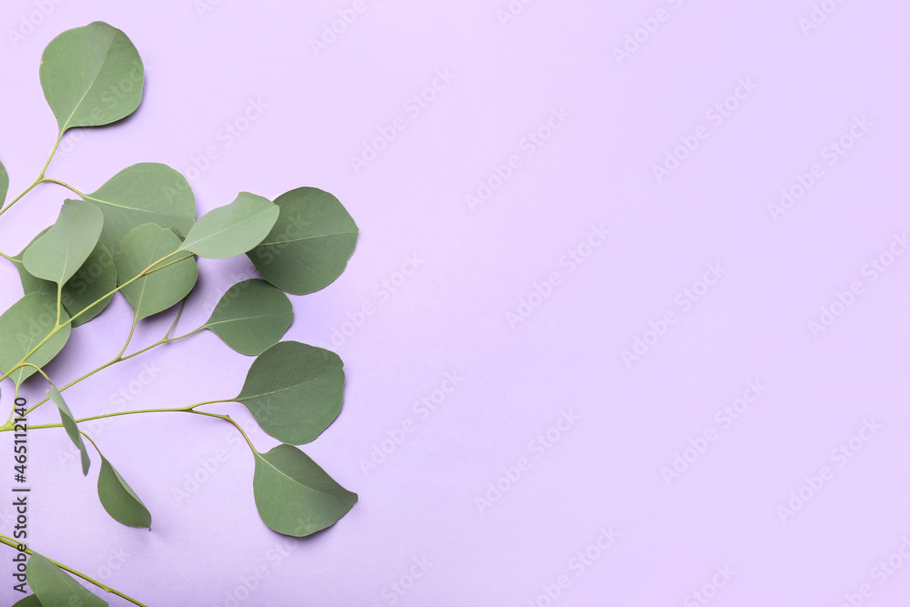 Eucalyptus branches on color background