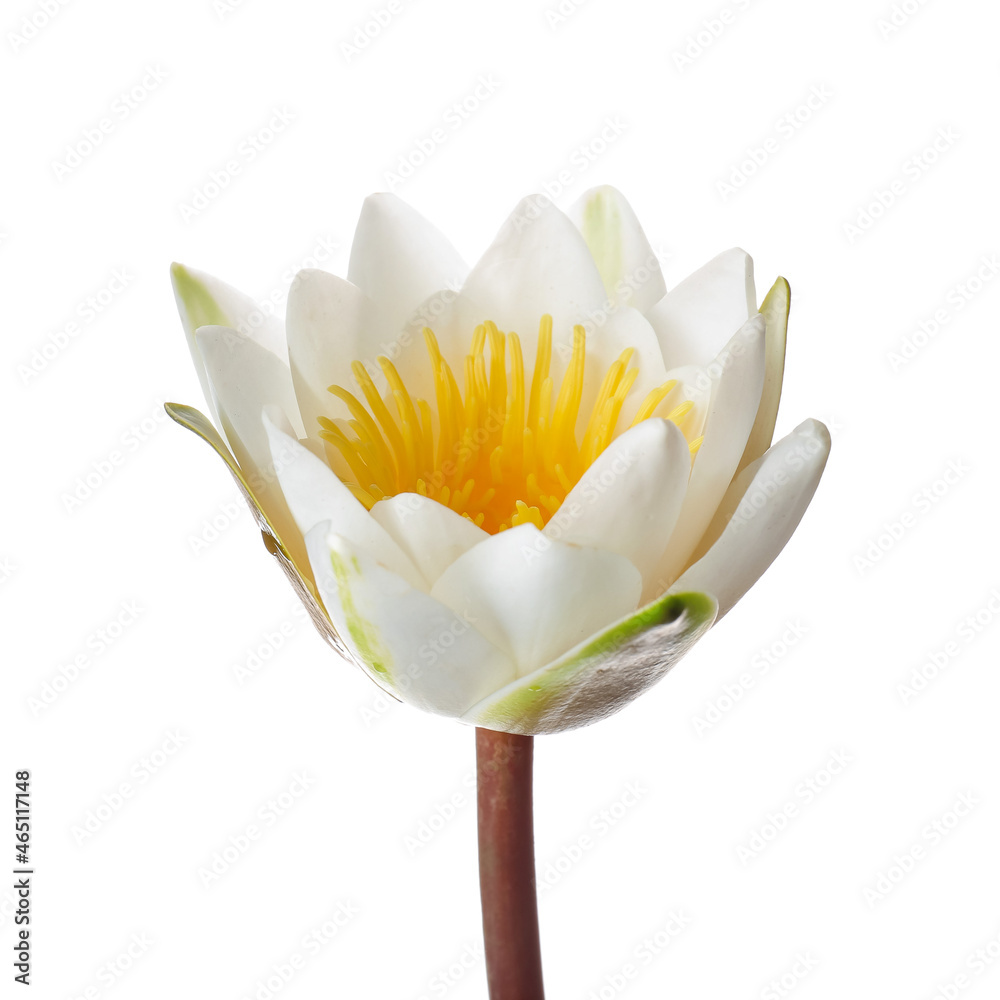 Beautiful lotus flower on white background