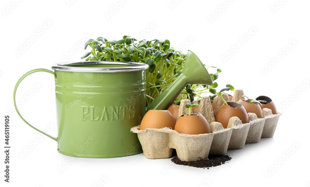 Green seedlings in eggshells with watering can on white background