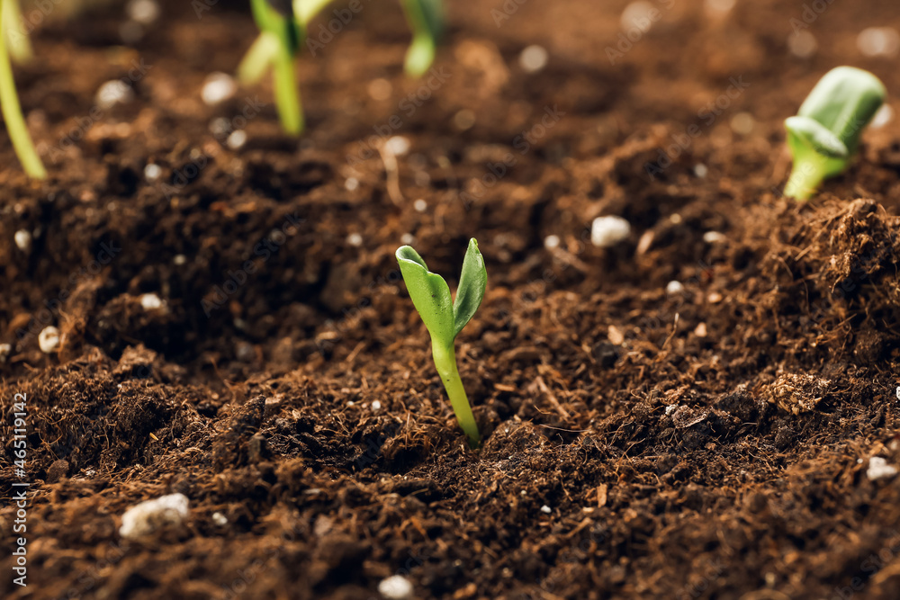 Green seedlings growing in garden outdoors