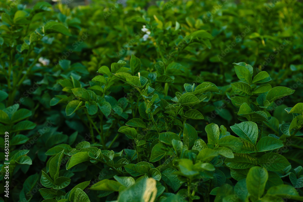 Blooming potato bushes in field