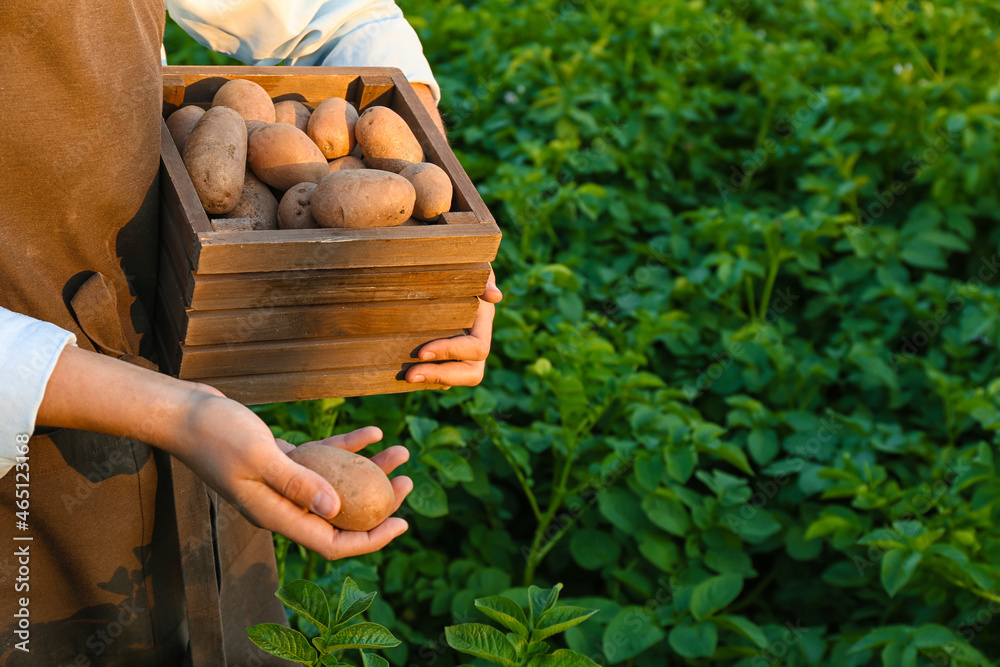 Woman with gathered potatoes in field, closeup