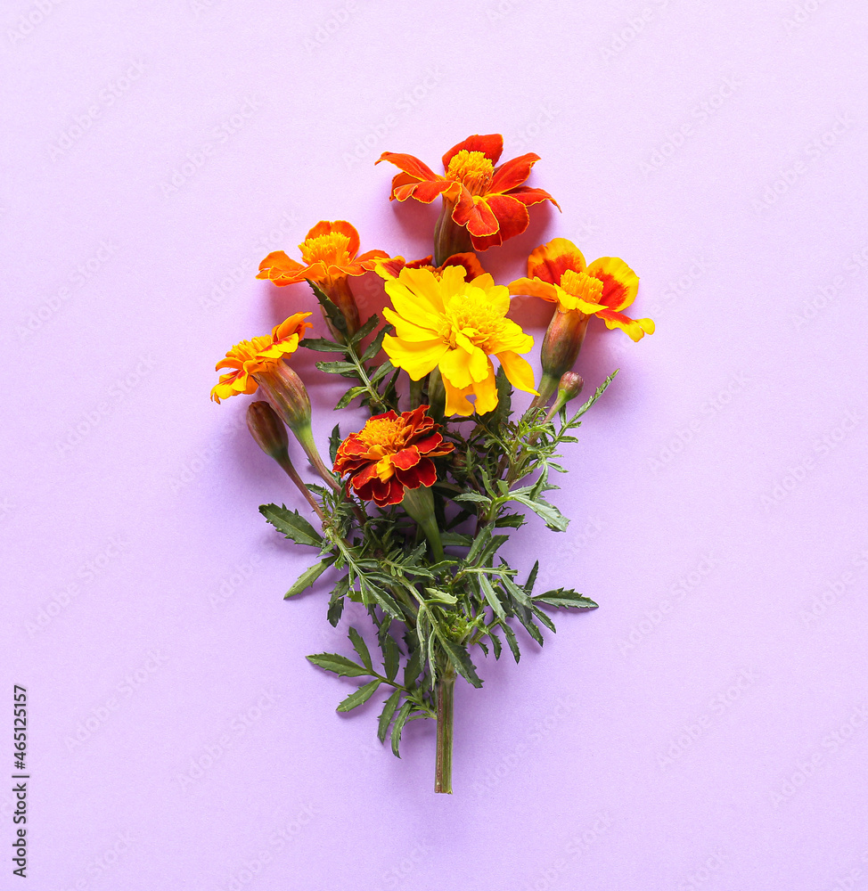 Blooming marigold flowers on lilac background