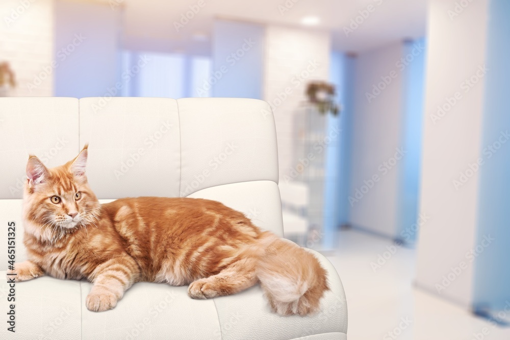 Cute domestic cat is lying on a sofa at home