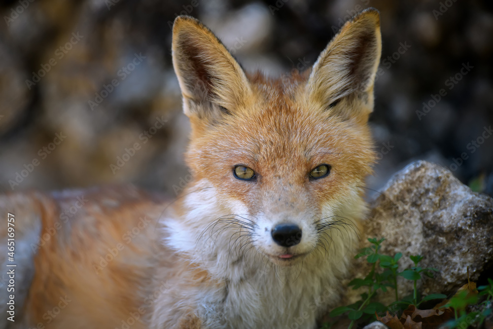 赤狐，森林中的vulpes vulpes。自然环境中的小型野生食肉动物