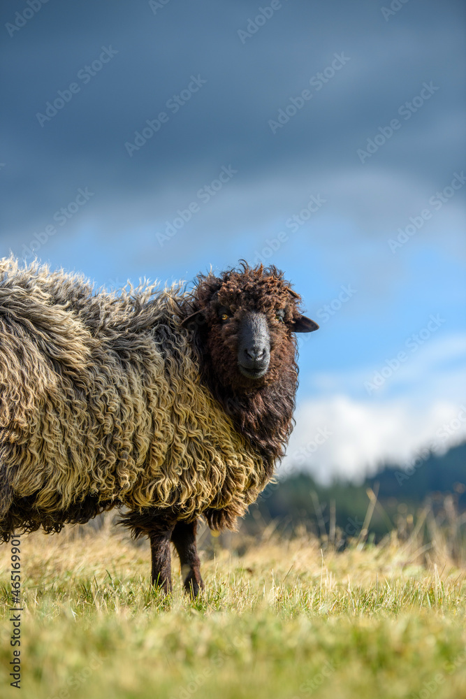 Mountain sheep grazing on pasture in autumn