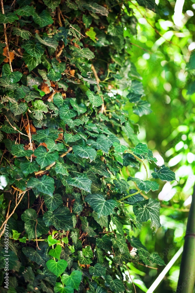 Ivy in Forest Close-Up