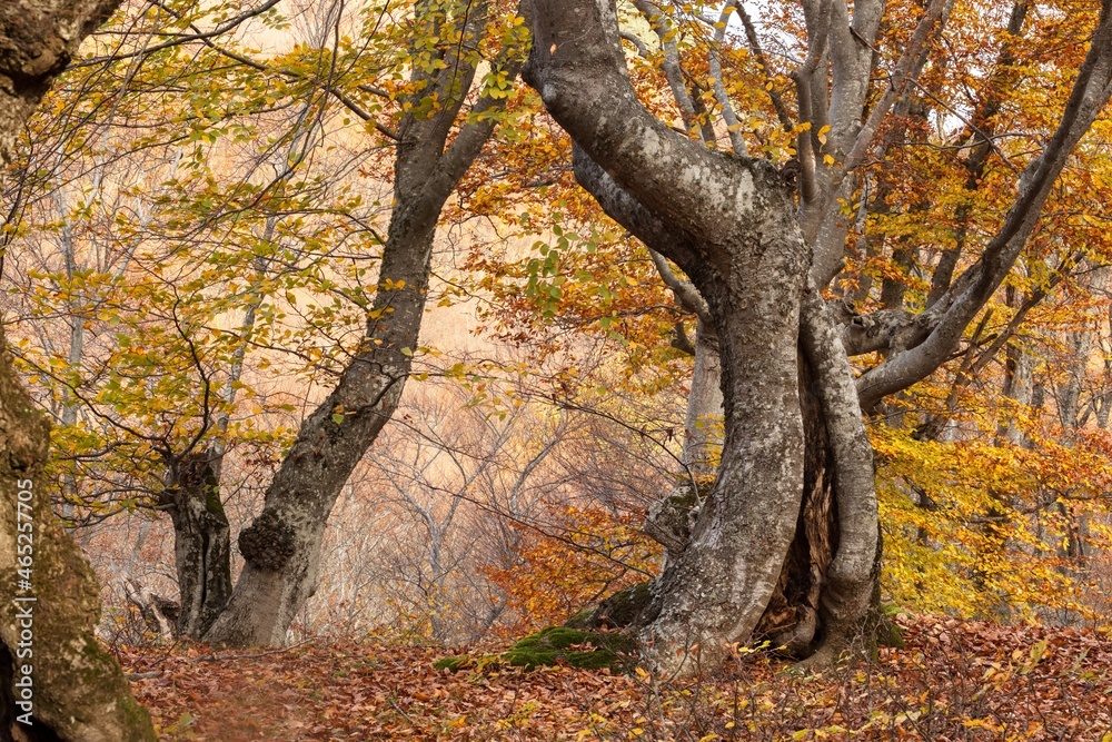 Colorful autumn leaves. Autumn forest background