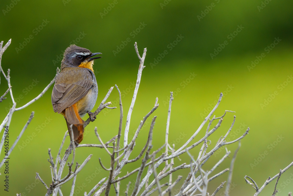 Cape robin-chat (Cossypha caffra) photographed along the Cliff Path in Hermanus. Whale Coast. Overbe