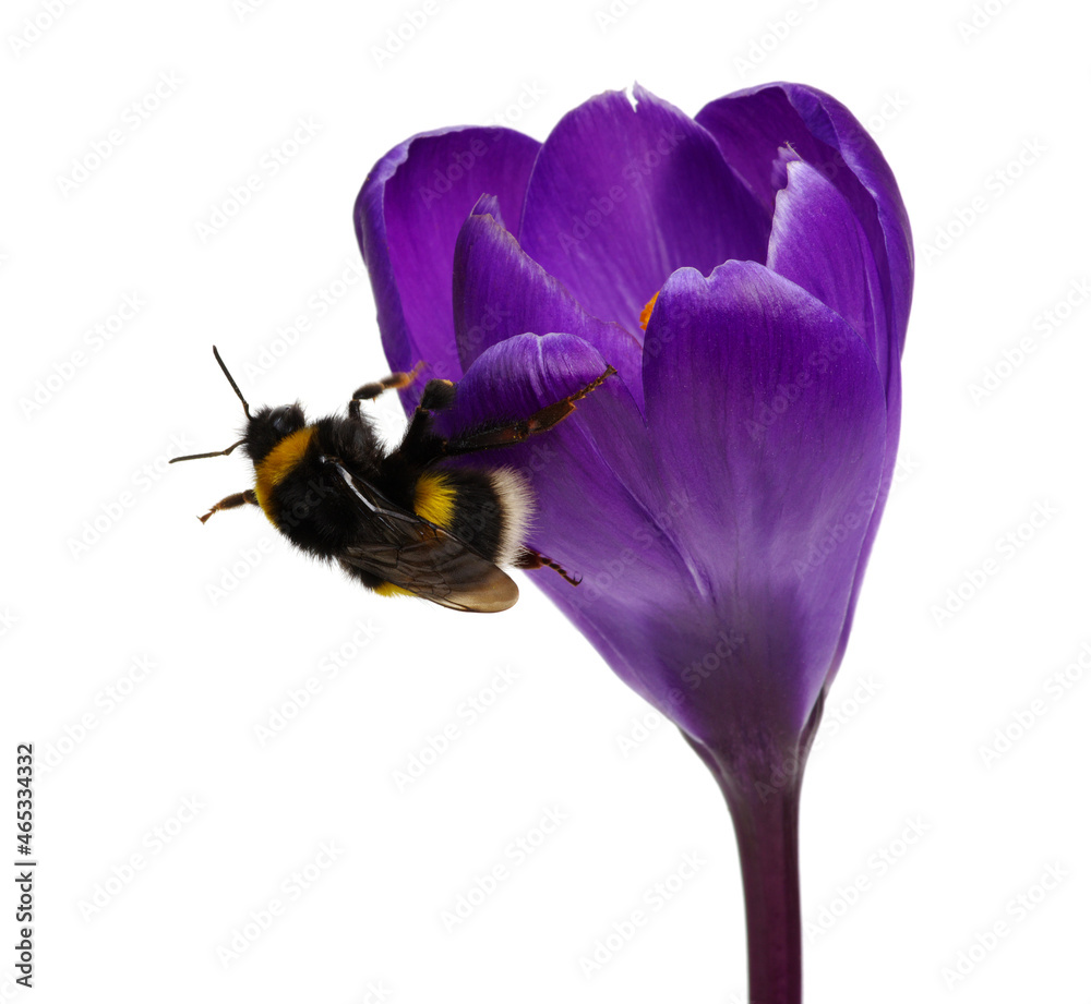 Bumblebee on a crocus flower isolated on white