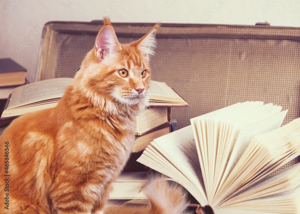 Funny cute small cat reading a book, education concept