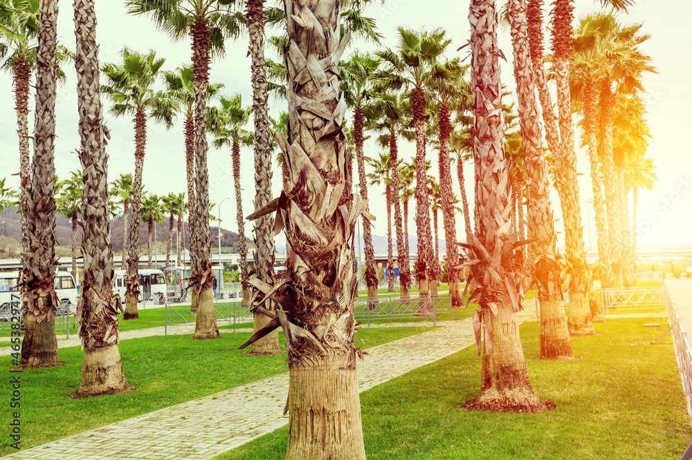 Beautiful summer landscapes on the tropical beach