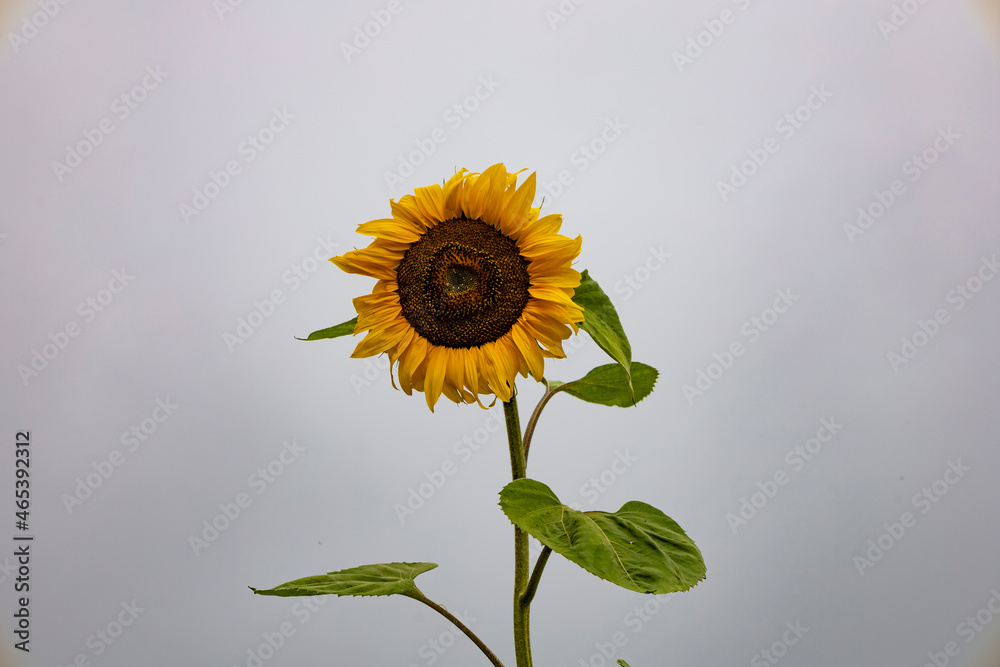 Sunflower is a plant in the sunflower genus that can grow over four meters tall. The flowers are lar