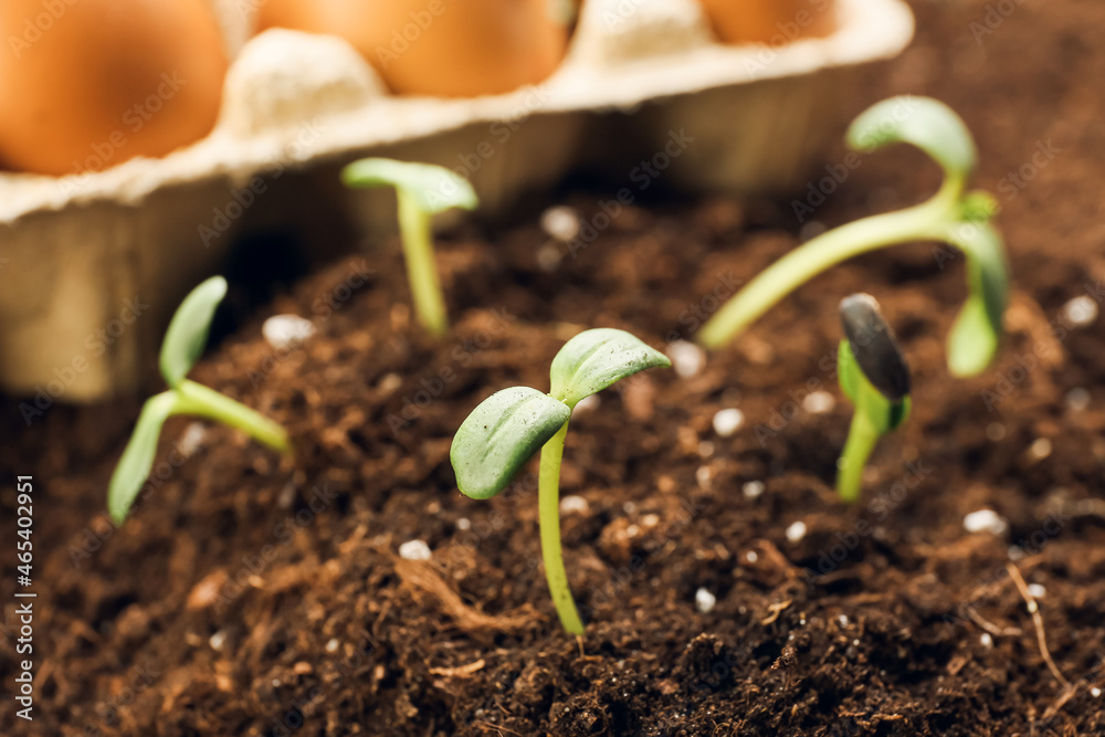 Green seedlings growing in garden outdoors, closeup