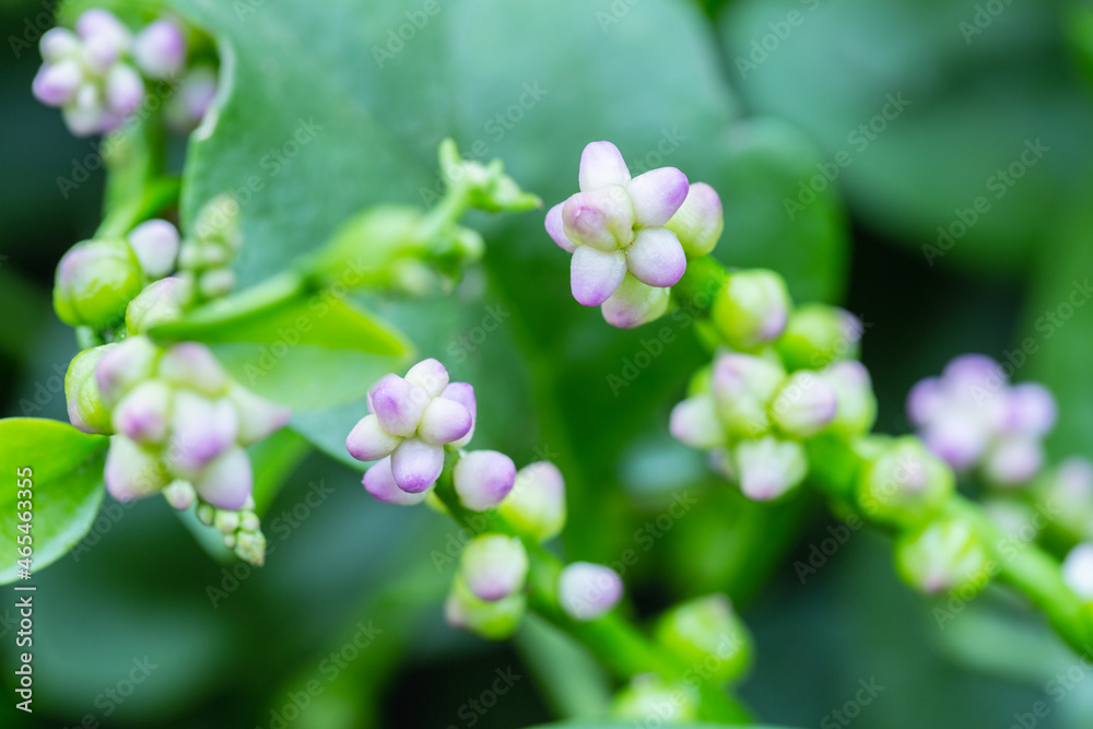 Basella alba, pink flowers close-up