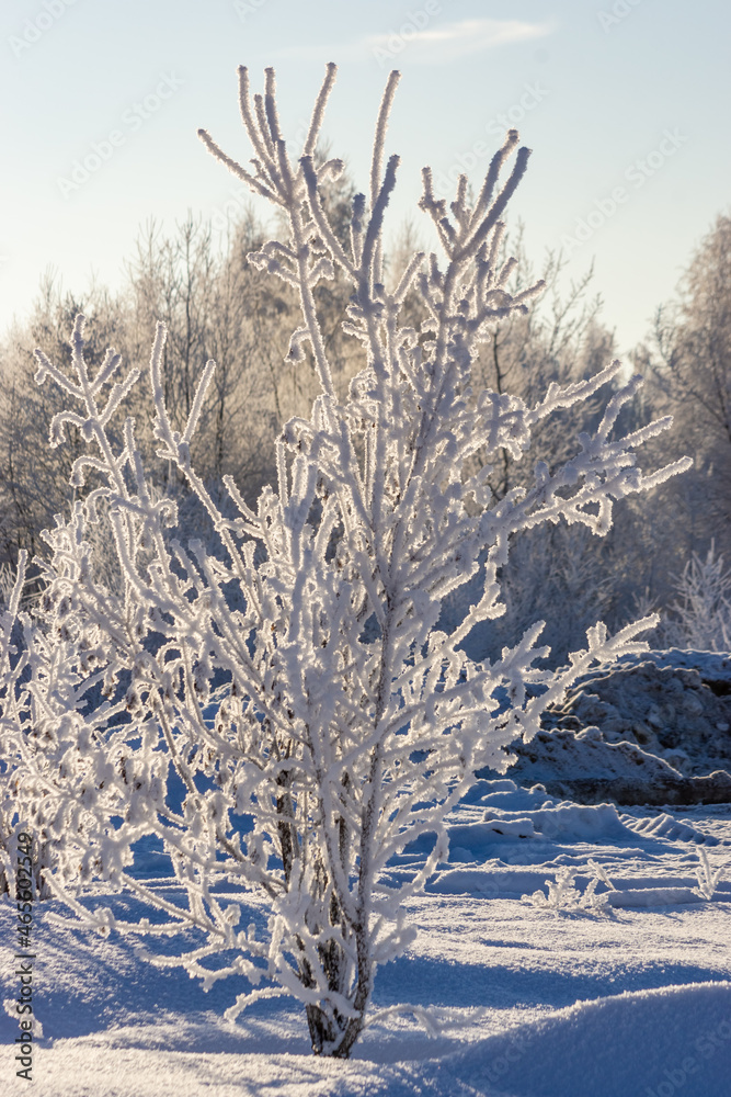 snow covered trees