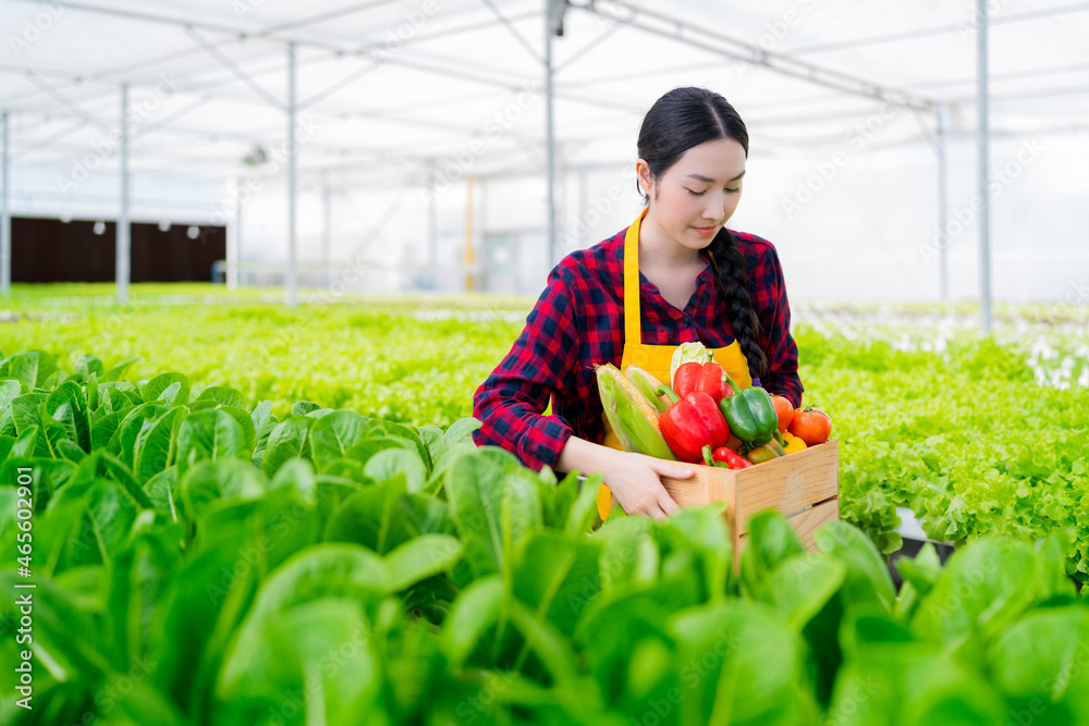 亚洲小企业主温室水培农场企业主手持新鲜蔬菜收割机