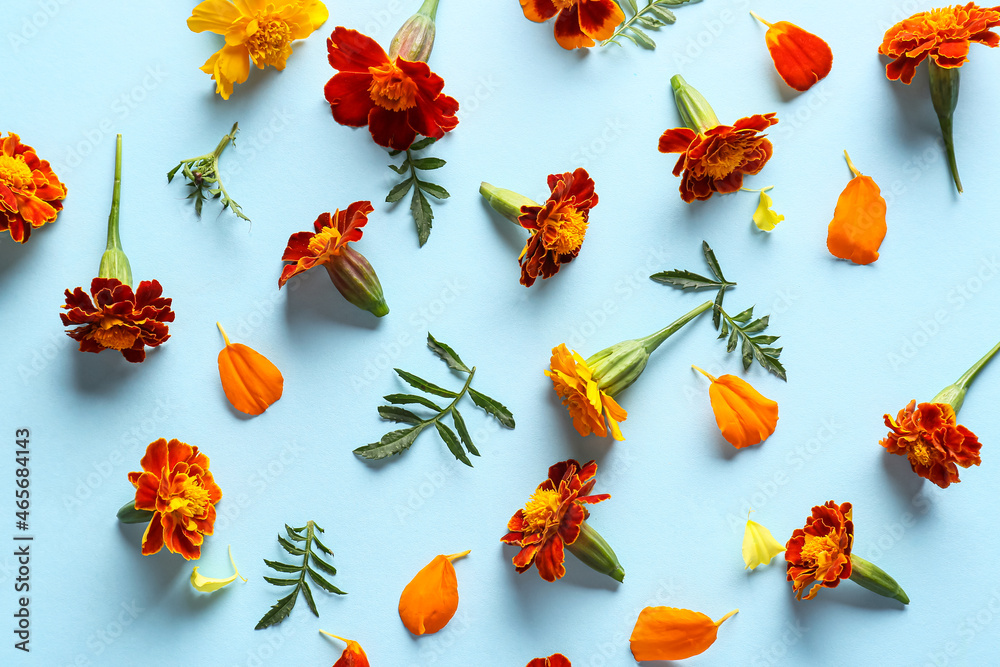 Many marigold flowers on blue background, closeup