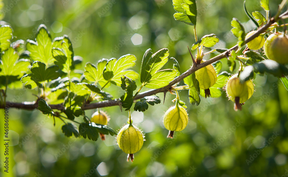 Green gooseberry fruit on the bush in the wild garden.