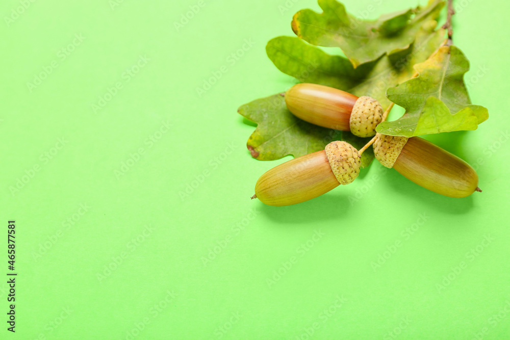 Oak tree branch with leaves and acorns on green background, closeup