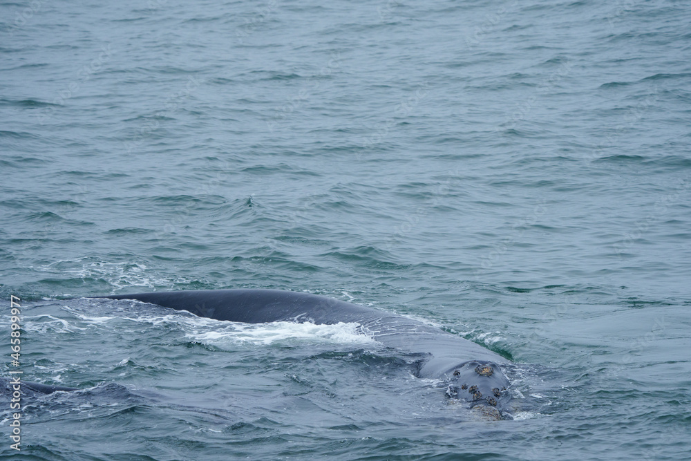 南露脊鲸（Eubalaena australis）。赫尔曼努斯。鲸鱼海岸。奥弗伯格。西开普省。南非