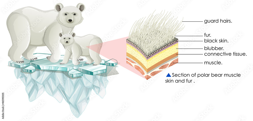 北极熊肌肉皮草切片