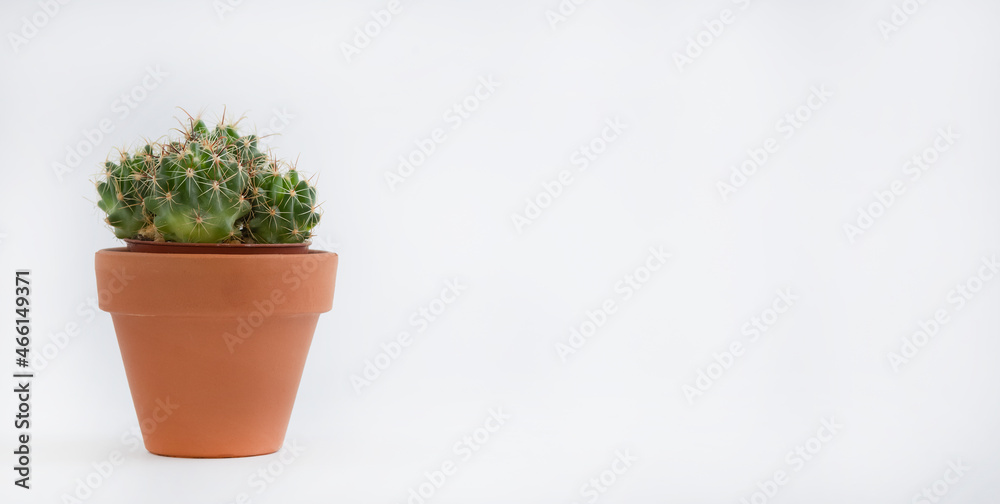 Cactus pot isolated on a white background and brown clay pot, view with copy space for input the tex