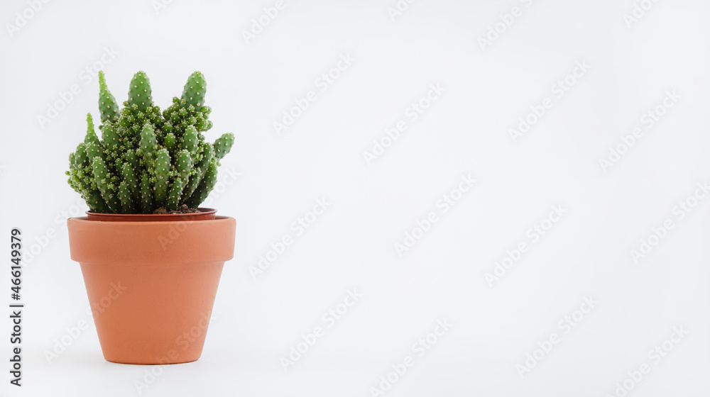 Cactus pot isolated on a white background and brown clay pot, view with copy space for input the tex