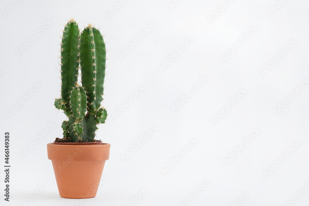 Cactus pot isolated on a white background and brown clay pot, view with copy space for input the tex