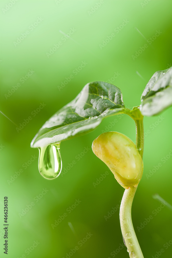 发芽的种子豆芽在雨中的绿色背景下发芽。