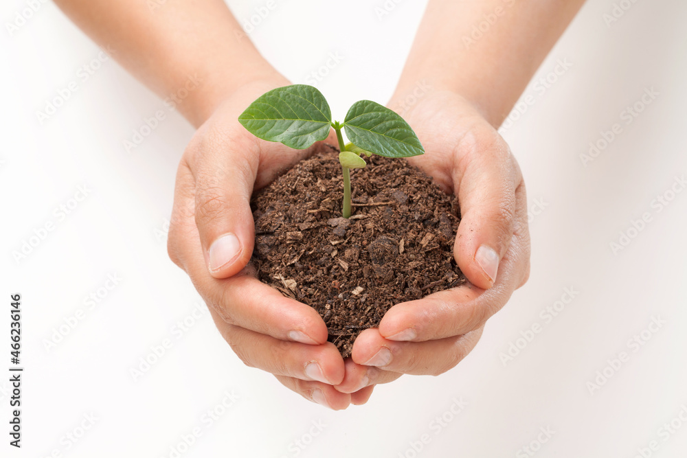 hands holding a seedling bean and soil on white background.