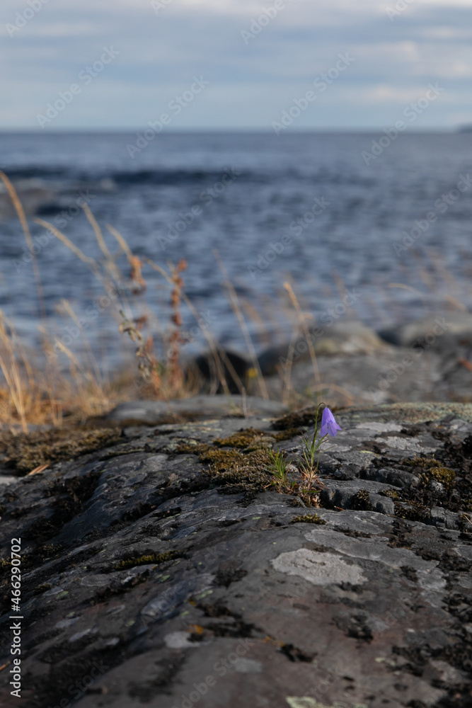 Tiny lonely purple flower grows through the cracks in the large rock covered with dry brown moss. La