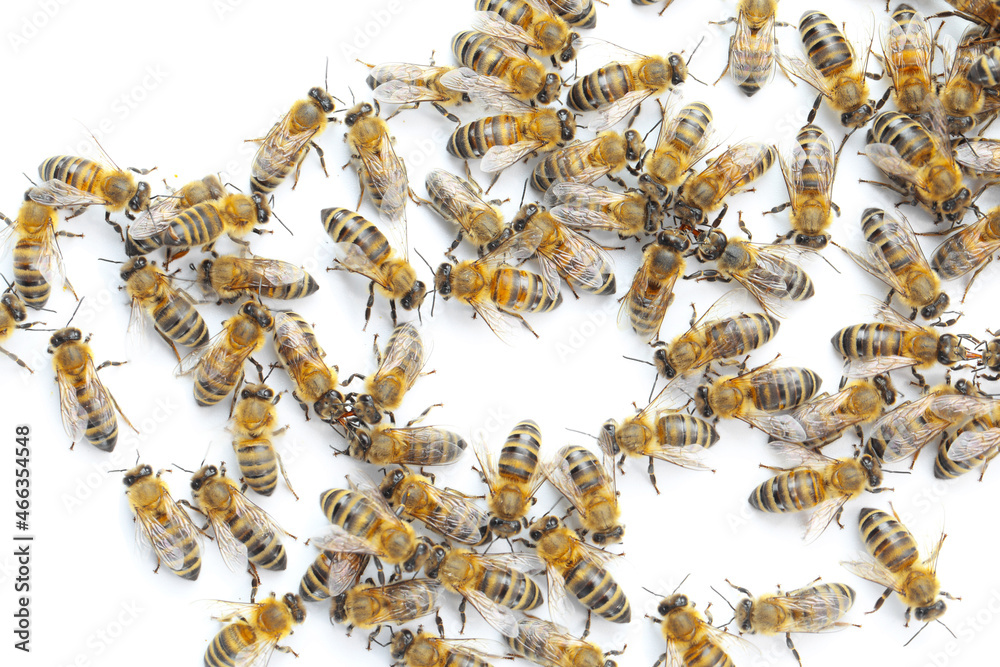 Honey bees on white background