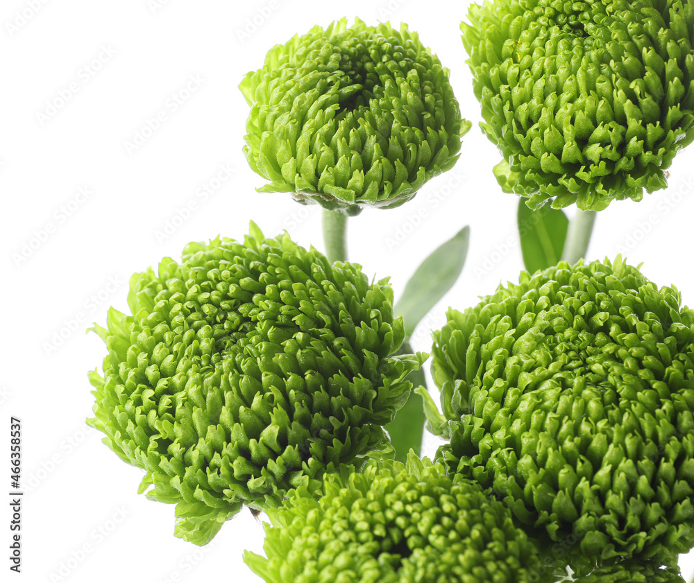 Beautiful green chrysanthemum flowers on white background, closeup