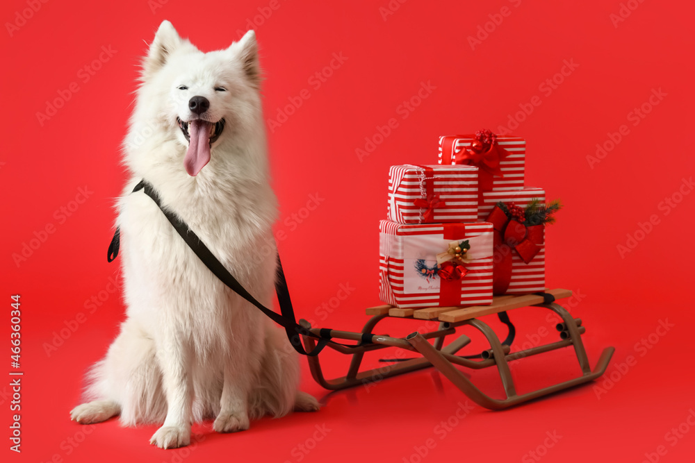 Cute Samoyed dog with sledge and Christmas gifts on color background