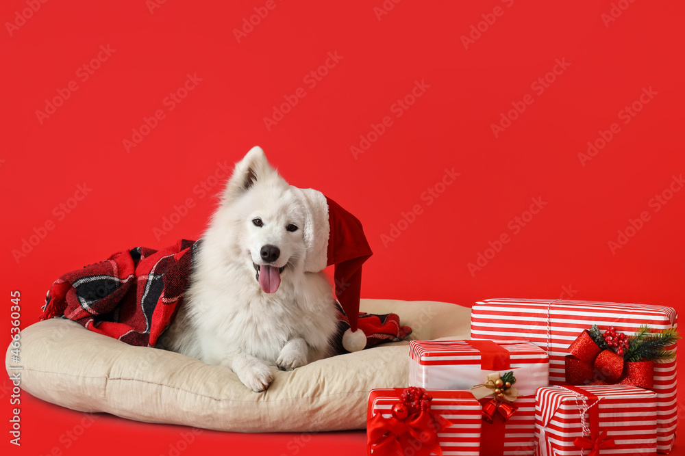 Cute Samoyed dog in Santa hat, with pet bed and Christmas gifts on color background