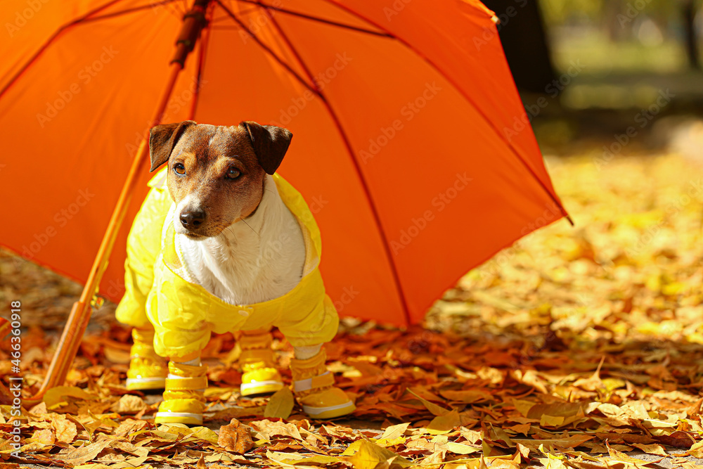 有趣的杰克·拉塞尔梗穿着雨衣，靠近户外落叶上的雨伞